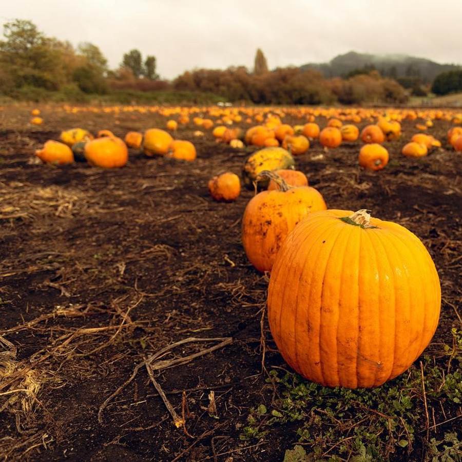 Scotland’s Top Pumpkin Experiences | Go-Rural