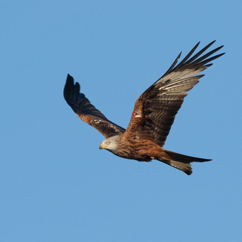 Argabrite Kite ARGATY RED KITES | Go-Rural