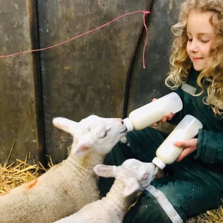 sheep farm tour scotland