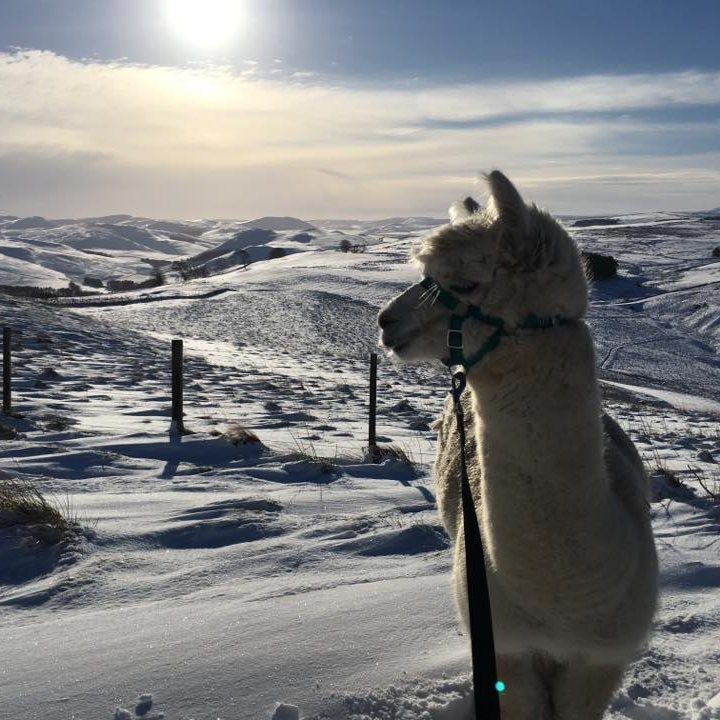 Alpaca at Beirhope