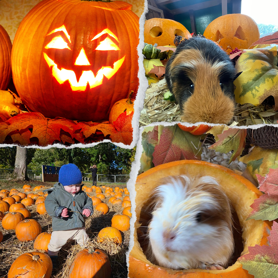 Pathhead Farm Go Rural For Scotland's Top Pumpkin Patches | Go-Rural