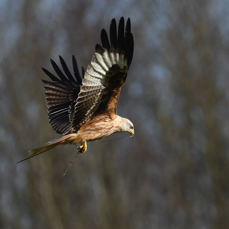 Argaty Red Kites