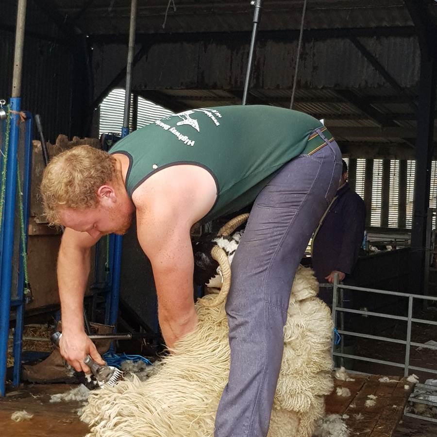 sheep farm tour scotland