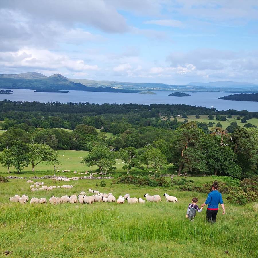 sheep farm tour scotland