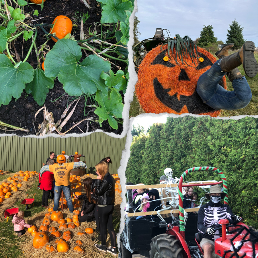Pathhead Farm Go Rural For Scotland's Top Pumpkin Patches | Go-Rural