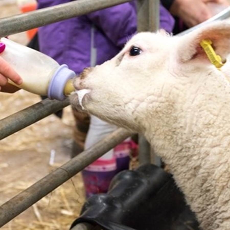 sheep farm tour scotland